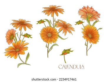 Calendula medicinal herbs and flowers. Set of flowers and leaves. Isolated vector illustration.