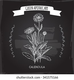 Calendula officinalis aka pot marigold sketch placed on blackboard background. Green apothecary series. Great for traditional medicine, or gardening. 