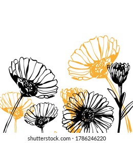 Calendula officinalis design elements. Marigold frames ribbon tape designs.  Hand drawn vector sketch composition. Color composition vector eps 8.