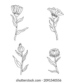 Calendula officinalis flower isolated on white background, botanical hand drawn marigold set, vector illustration line art for design package tea, cosmetic, natural medicine, greeting card, wedding