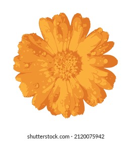 Flor de Calendula officinalis o caléndula. Vector.
