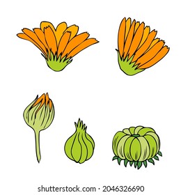 Calendula officinalis flowers isolated on white background, botanical hand drawn marigold set, vector illustration for design package tea, cosmetic, natural medicine, greeting card, wedding invitation