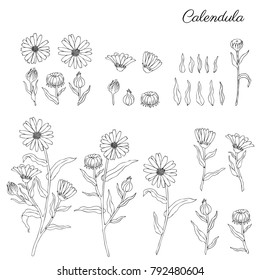 Calendula officinalis flowers isolated on white background, botanical hand drawn marigold, vector illustration for design package tea, cosmetics, natural medicine, greeting cards, wedding invitation