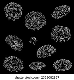 vector de dibujo manual calendula officinalis aislado en fondo negro.
