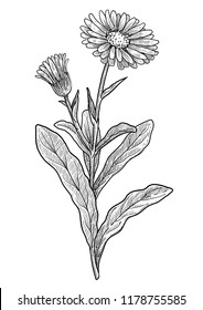 Calendula officinalis illustration, drawing, engraving, ink, line art, vector