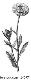Calendula Officinalis is pot marigold. Its flowers are bright yellow, gold, and orange in color, vintage line drawing or engraving illustration.