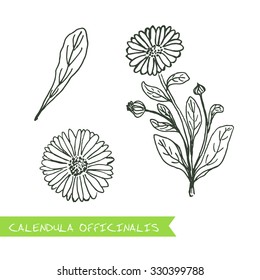Calendula officinalis - Siberian herbs. Handdrawn Illustration - Health and Nature Set