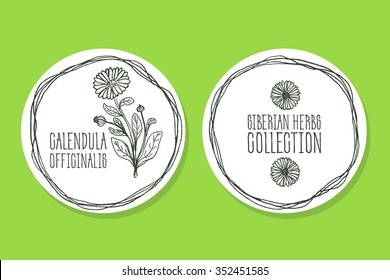 Calendula officinalis - Siberian herbs. Handdrawn Illustration - Health and Nature Set of Product Labels