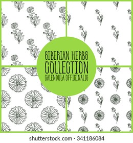 Calendula officinalis - Siberian herbs pattern collection. Handdrawn Illustration - Health and Nature Set