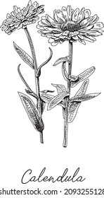 Calendula officinalis. Sketchy hand-drawn vector illustration.