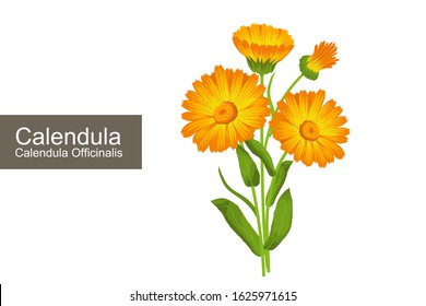 Calendula officinalis tea plant vector illustration. Orange flowers of calendula.