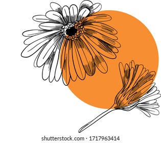 Calendula officinalis vector illustration. Marigold hand drawn sketch composition. Color composition vector eps 8.