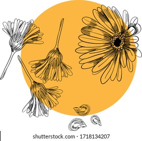 Calendula officinalis vector illustration. Marigold hand drawn sketch composition. Color composition vector eps 8.