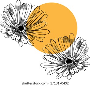 Calendula officinalis vector illustration. Marigold hand drawn sketch composition. Color composition vector eps 8.