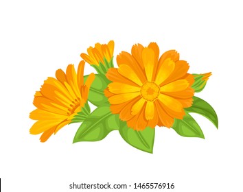 Calendula orange flowers and green leaves isolated on white background. Vector illustration of a healing plant in cartoon flat style.