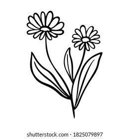Elemento dibujado a mano del contorno de caléndula. Herbs doodle icono botánico calendula para el logo. Planta herbaria y médica, hierba. Estilo moderno y sencillo. Ilustración vectorial aislada en fondo blanco.