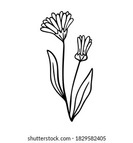Calendula outline hand drawn element. Herbs doodle botanical icon calendula for logo. Herbal and medical plant, grass. Modern simple style. Vector illustration isolated on white background.