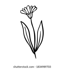 Calendula outline hand drawn element. Herbs doodle botanical icon calendula for logo. Herbal and medical plant, grass. Modern simple style. Vector illustration isolated on white background.
