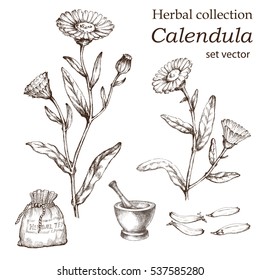 Calendula Plant, Botanical Drawing. Herbal Tea Set. Hand Drawn.  Medicinal  Plant.