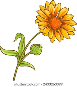 Calendula Plant Colored Detailed Illustration