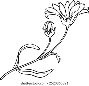 Calendula Plant Isolated Outline Illustration