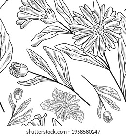 Calendula plant on the seamless pattern, hand drawn illustration