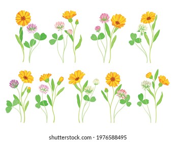 Calendula Plant with Orange Flower Head and Clover on Stem as Meadow Herb Vector Set