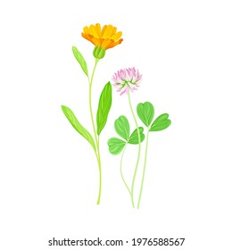 Calendula Plant with Orange Flower Head and Clover on Stem as Meadow Herb Vector Illustration