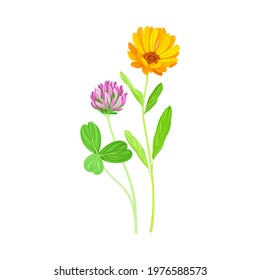 Calendula Plant with Orange Flower Head and Clover on Stem as Meadow Herb Vector Illustration