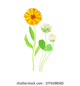 Calendula Plant with Orange Flower Head and Clover on Stem as Meadow Herb Vector Illustration