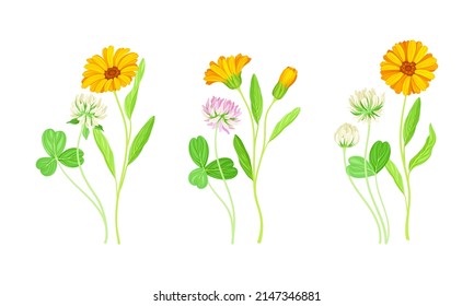 Calendula Plant with Orange Flower Head and Clover on Stem as Meadow Herb Vector Set