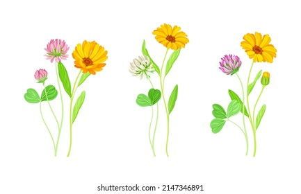 Planta Calendula con cabeza de flor de naranja y trébol en stem como vector de hierba de pradera