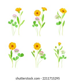 Calendula Plant with Orange Flower Head and Clover on Stem as Meadow Herb Vector Set