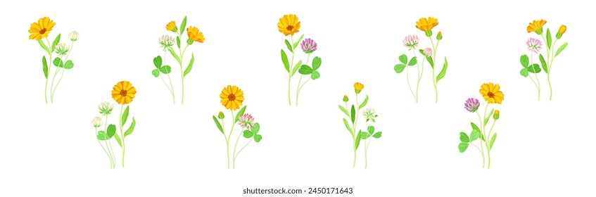 Calendula Plant with Orange Flower Head and Clover on Stem as Meadow Herb Vector Set