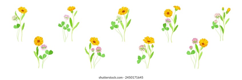Calendula Plant with Orange Flower Head and Clover on Stem as Meadow Herb Vector Set