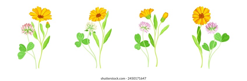 Calendula Plant with Orange Flower Head and Clover on Stem as Meadow Herb Vector Set