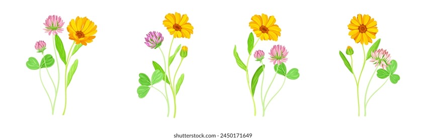 Calendula Plant with Orange Flower Head and Clover on Stem as Meadow Herb Vector Set