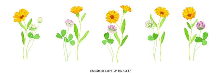 Calendula Plant with Orange Flower Head and Clover on Stem as Meadow Herb Vector Set