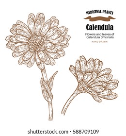 Calendula plant vector illustration. Flowers ans leaves of Calendula officinalis. Hand drawn medicinal plants and herbs isolated on white