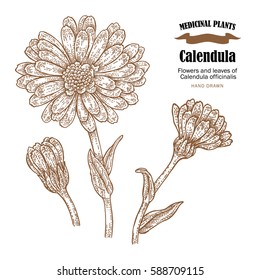 Calendula plant vector illustration. Flowers ans leaves of Calendula officinalis. Hand drawn medicinal plants and herbs isolated on white