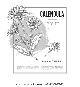 Calendula promotional poster. Hand-drawn vector featuring marigold flowers with leaves and buds, perfect for showcasing organic herbs