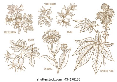 Calendula, Rosehip, Argan, Rose geranium, Castor oil plant, Sea buckthorn. Set of medical herbs. Designed to create package of health and beauty natural products. Vector.