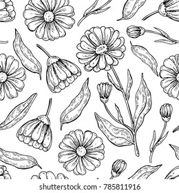 Calendula seamless pattern.  Isolated medical flower and leaves drawing. Vector herbal engraved style background. Botanical sketch for tea, organic cosmetic, medicine, aromatherapy