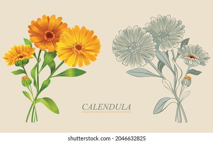 calendula is a useful pharmacy plant for health