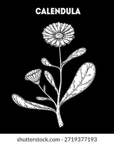 Vector de caléndula ilustración de dibujo. Boceto dibujado a mano. Boceto de planta medicinal de Antiguas