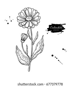 Calendula vector drawing. Isolated medical flower and leaves. Herbal engraved style illustration. Detailed botanical sketch for tea, organic cosmetic, medicine, aromatherapy