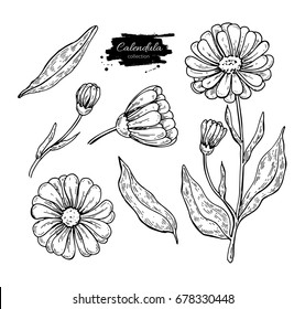 Calendula vector drawing. Isolated medical flower and leaves. Herbal engraved style illustration. Detailed botanical sketch for tea, organic cosmetic, medicine, aromatherapy