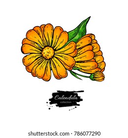 Calendula vector drawing. Isolated medical flower and leaves. Herbal illustration. Detailed botanical sketch for tea, organic cosmetic, medicine, aromatherapy