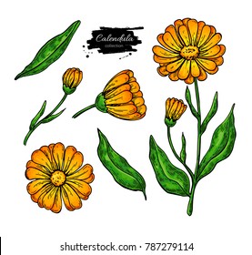 Calendula vector drawing. Isolated medical flower and leaves. Herbal illustration. Detailed botanical sketch for tea, organic cosmetic, medicine, aromatherapy