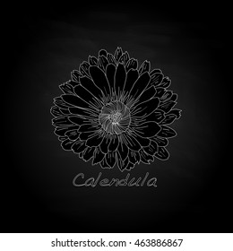 Calendula vector illustration isolated